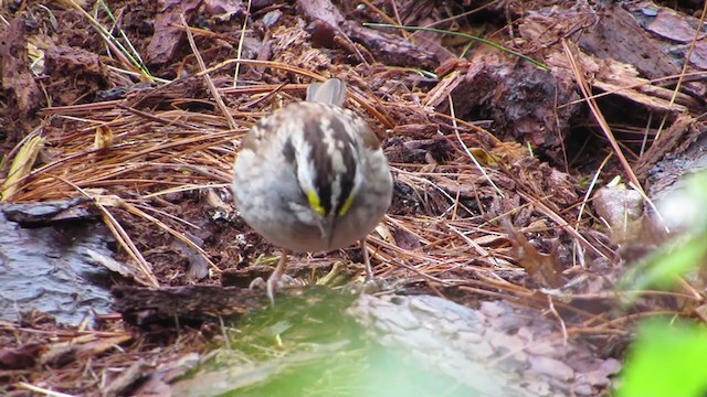 White-throated Sparrow - ML226858551