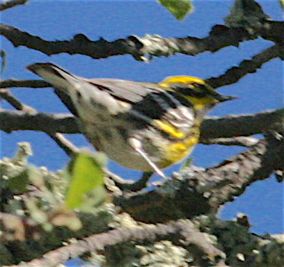 Townsend's Warbler - ML226858981