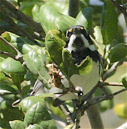 Black-throated Gray Warbler - Anonymous