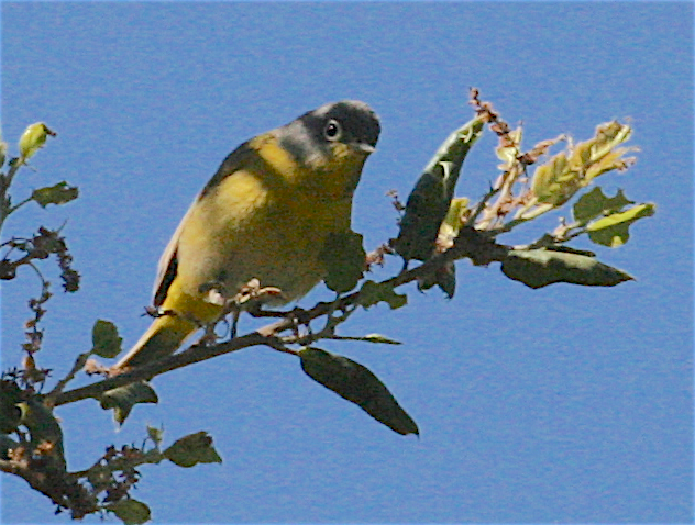 Nashville Warbler - Anonymous