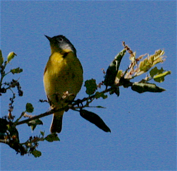 Nashville Warbler - ML226859221