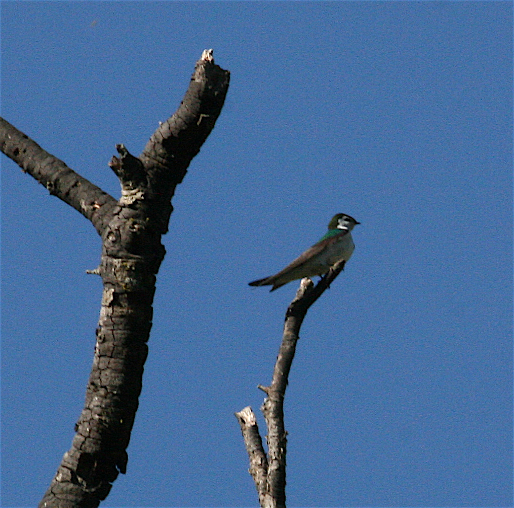 Golondrina Verdemar - ML226859321