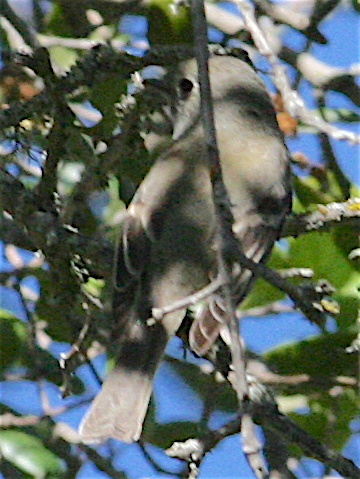 Hammond's Flycatcher - Anonymous