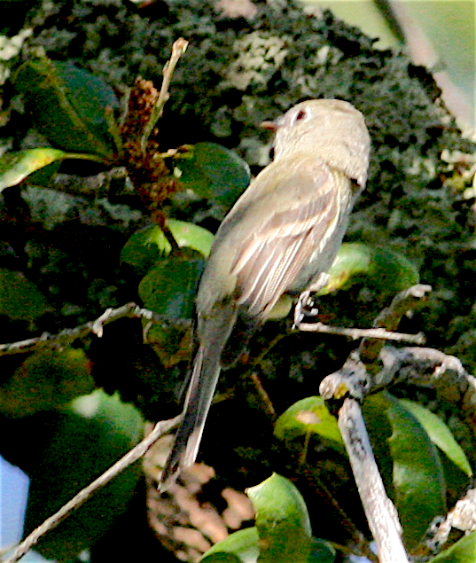 Hammond's Flycatcher - Anonymous