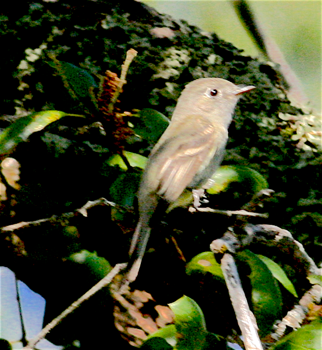 Hammond's Flycatcher - Anonymous