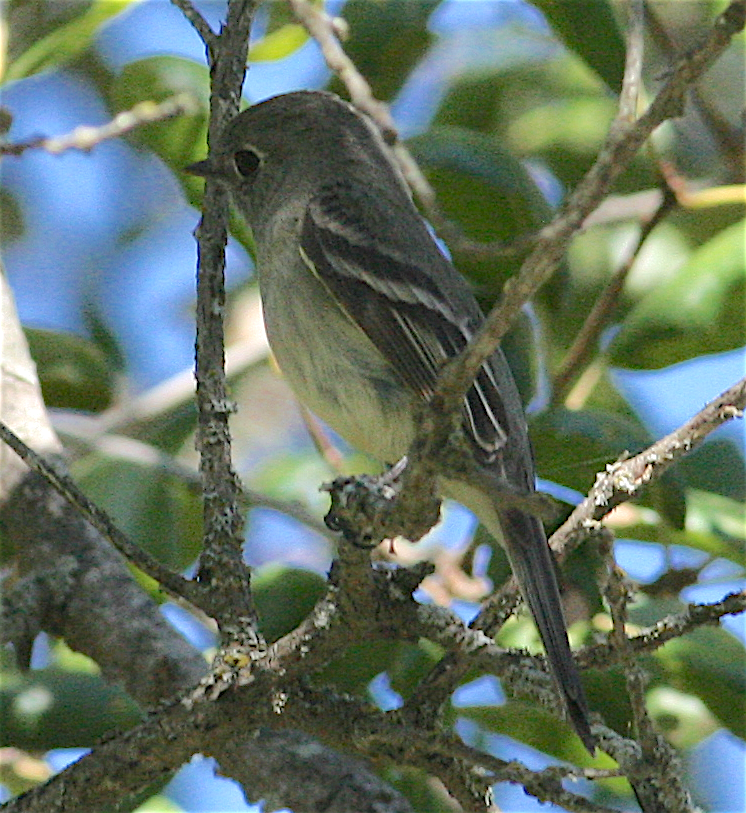 Hammond's Flycatcher - Anonymous