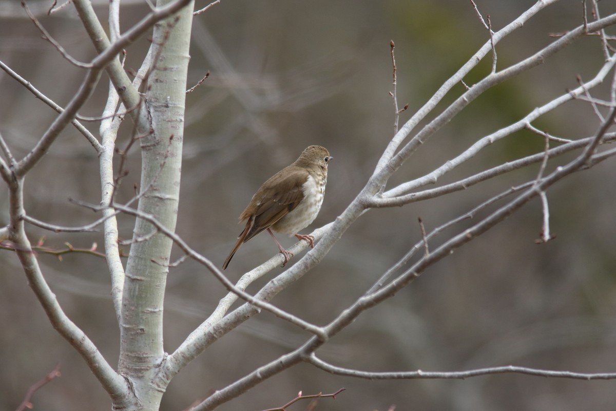 Hermit Thrush - ML226859421