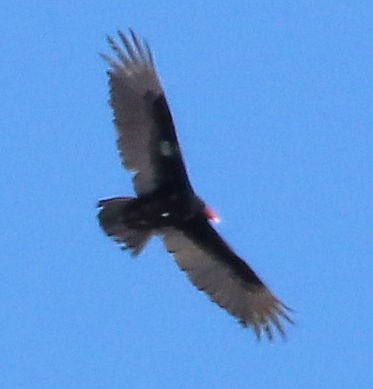 Turkey Vulture - Gale Diakuw