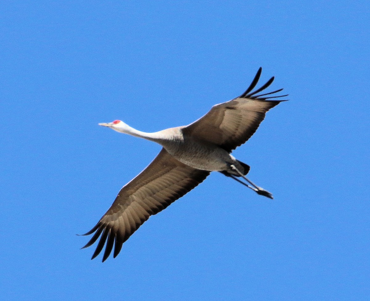 Sandhill Crane - ML226861251