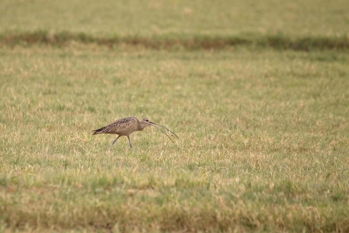 Long-billed Curlew - Antonio Rodriguez-Sinovas