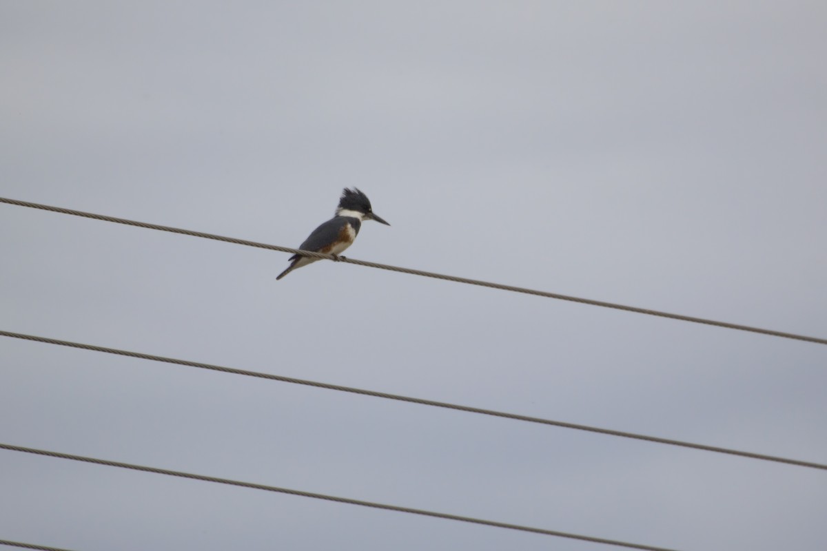 Belted Kingfisher - Antonio Rodriguez-Sinovas