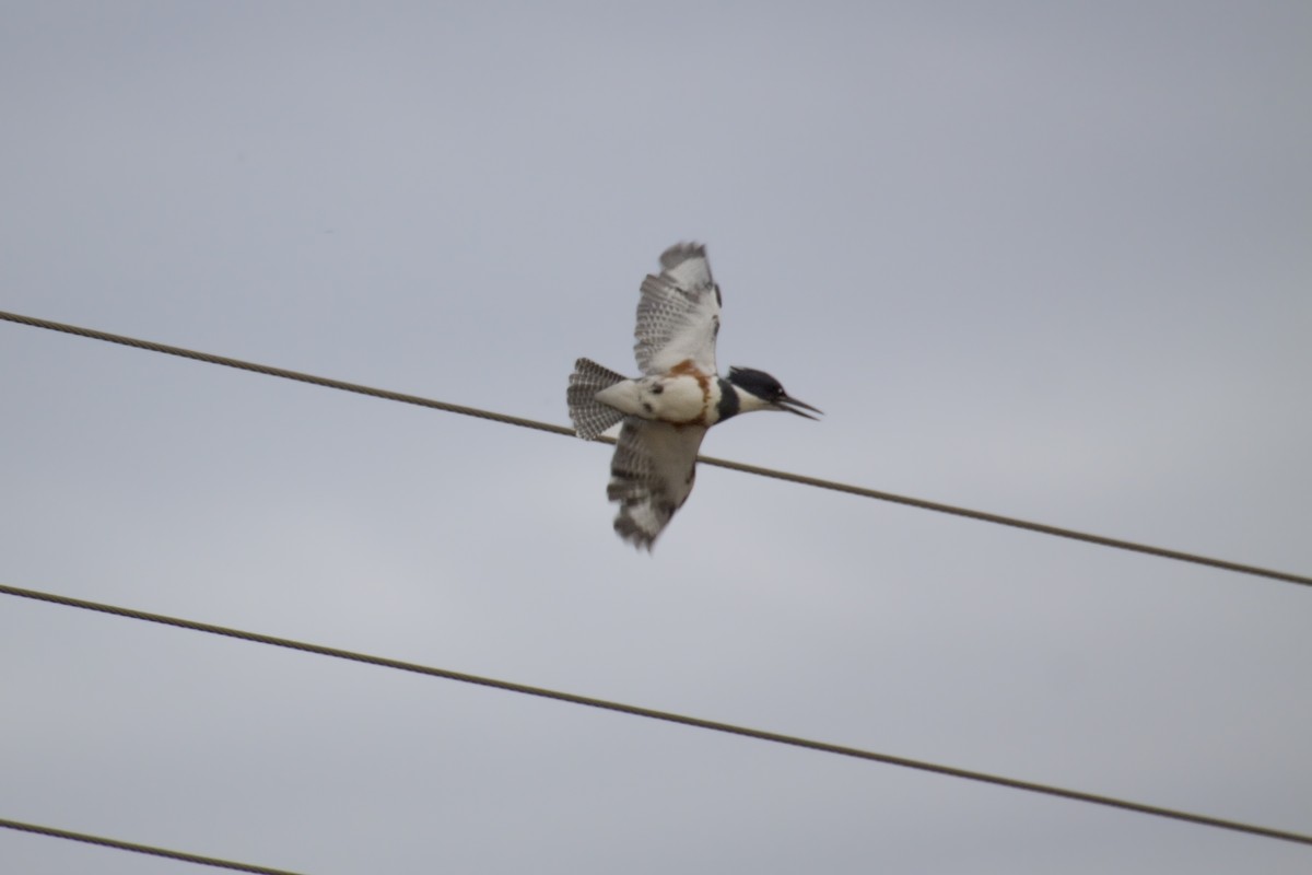 Belted Kingfisher - ML226862641