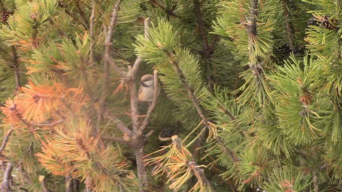 Mésange à tête brune - ML226865641