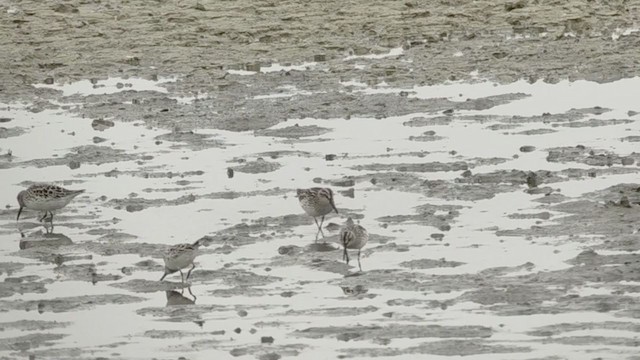 Broad-billed Sandpiper - ML226866121