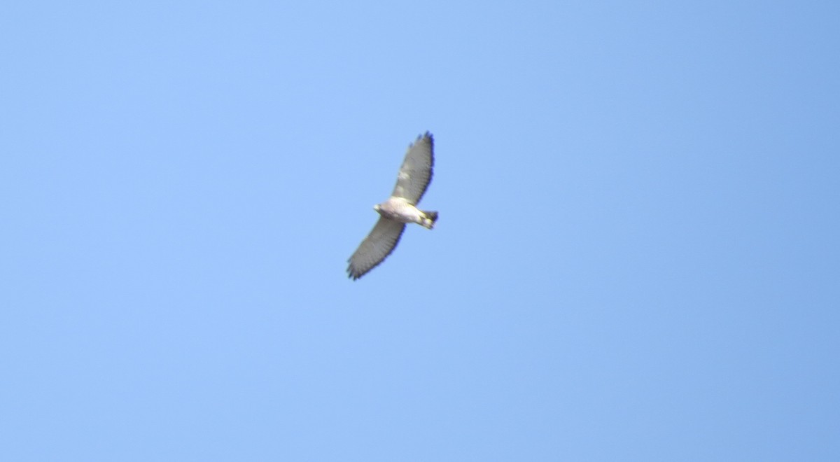 Broad-winged Hawk - Jerry Smith