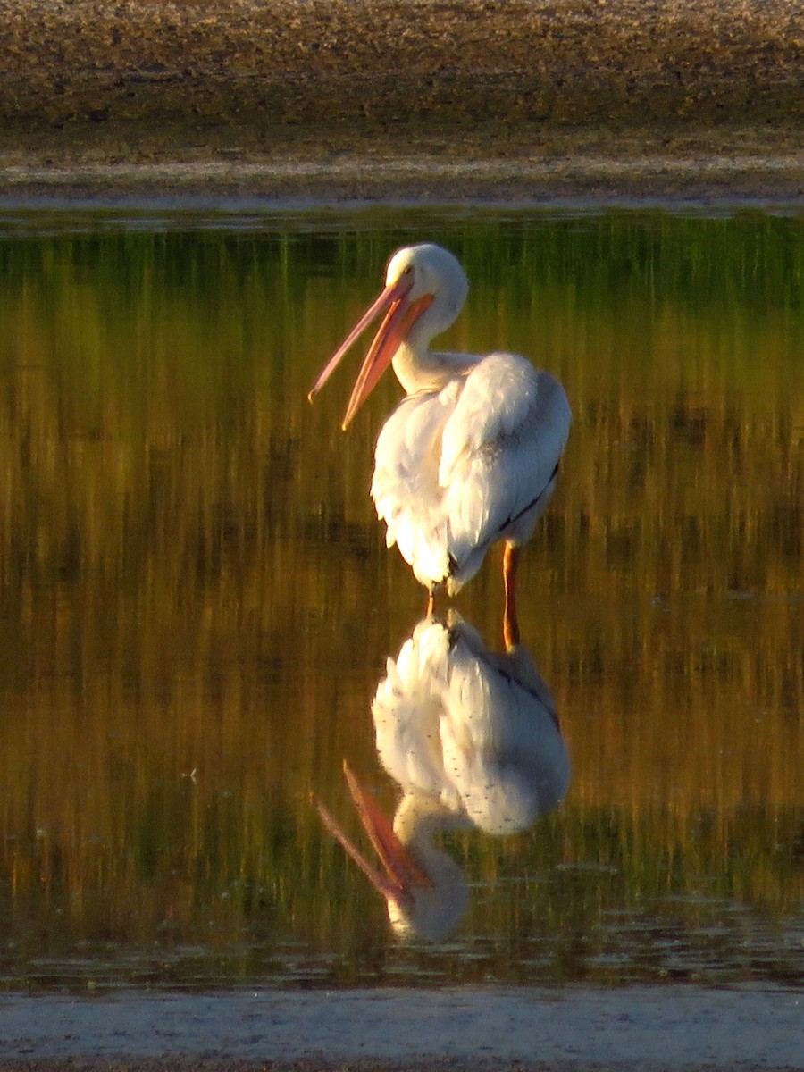 American White Pelican - ML22686961