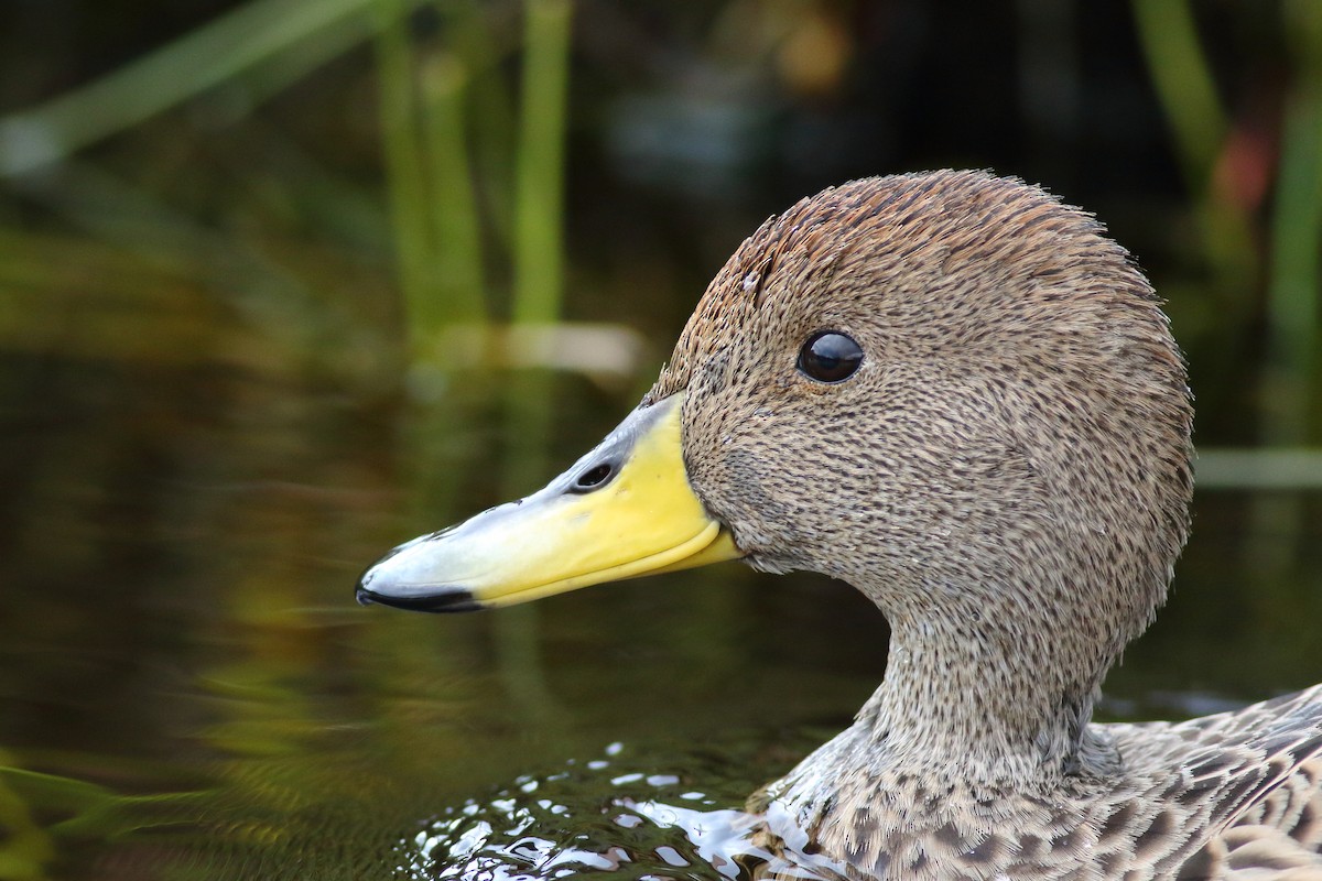Yellow-billed Pintail (South American) - Sean Williams