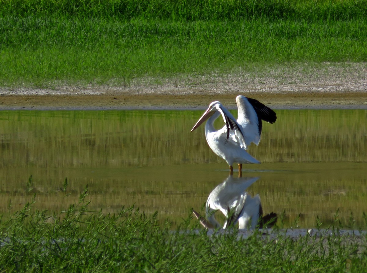 American White Pelican - ML22686991