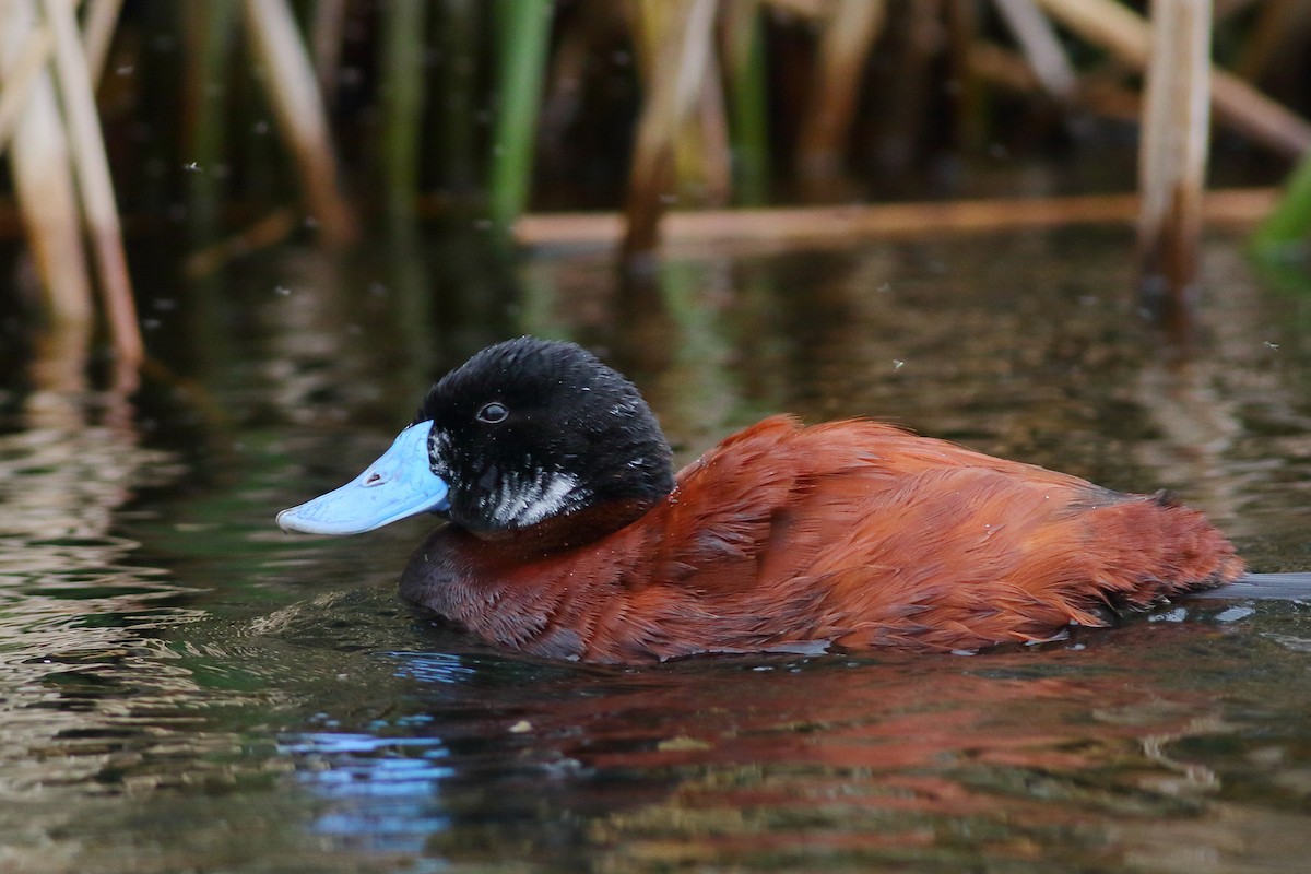 Andean Duck (ferruginea) - Sean Williams