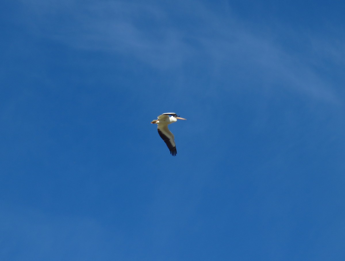 American White Pelican - ML22687021