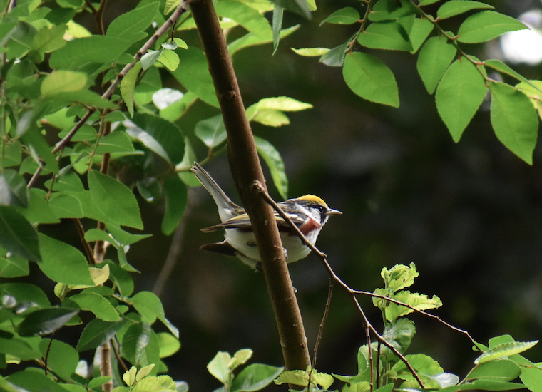 Chestnut-sided Warbler - Nick Elstrott