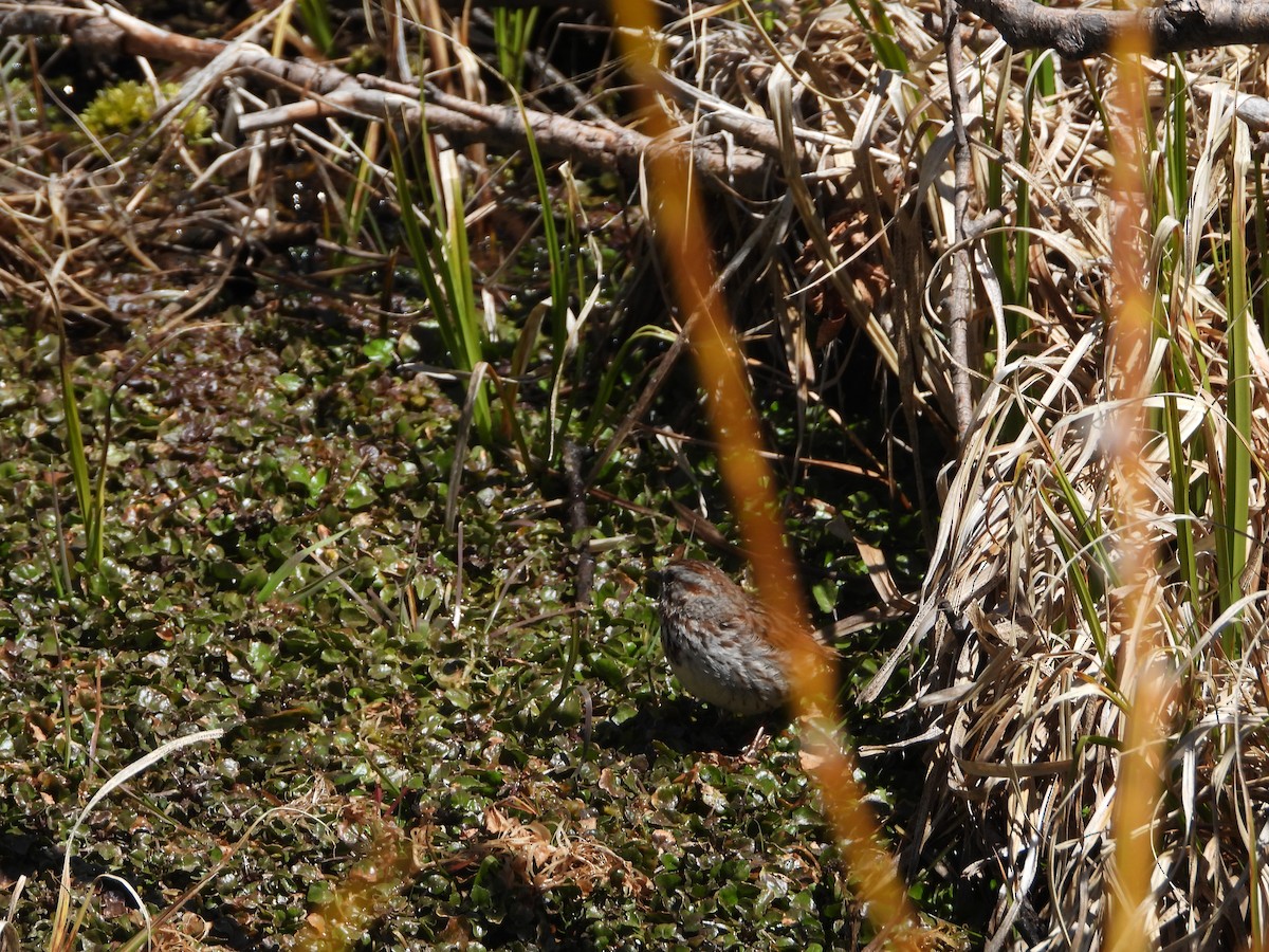 Song Sparrow - Kyle Christensen