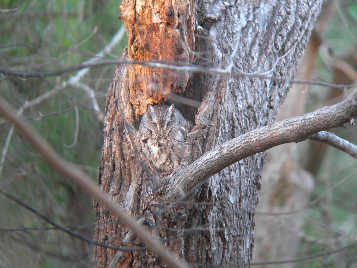 Eastern Screech-Owl - ML22687211