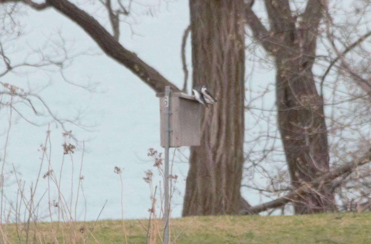 Tree Swallow - 🦅 ꙅɒᴎoɔiʜƆ ʏɔɒɿT 🦃