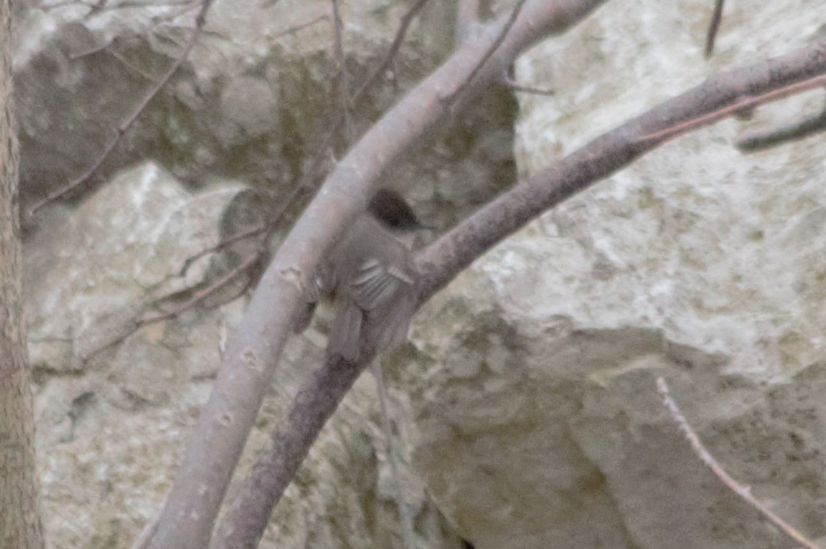 Eastern Phoebe - ML226879661