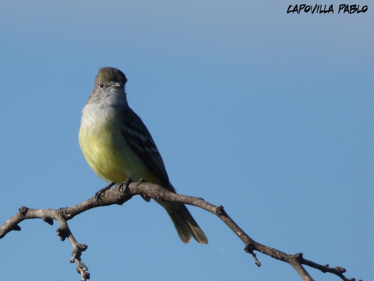 Southern Scrub-Flycatcher - ML226880091