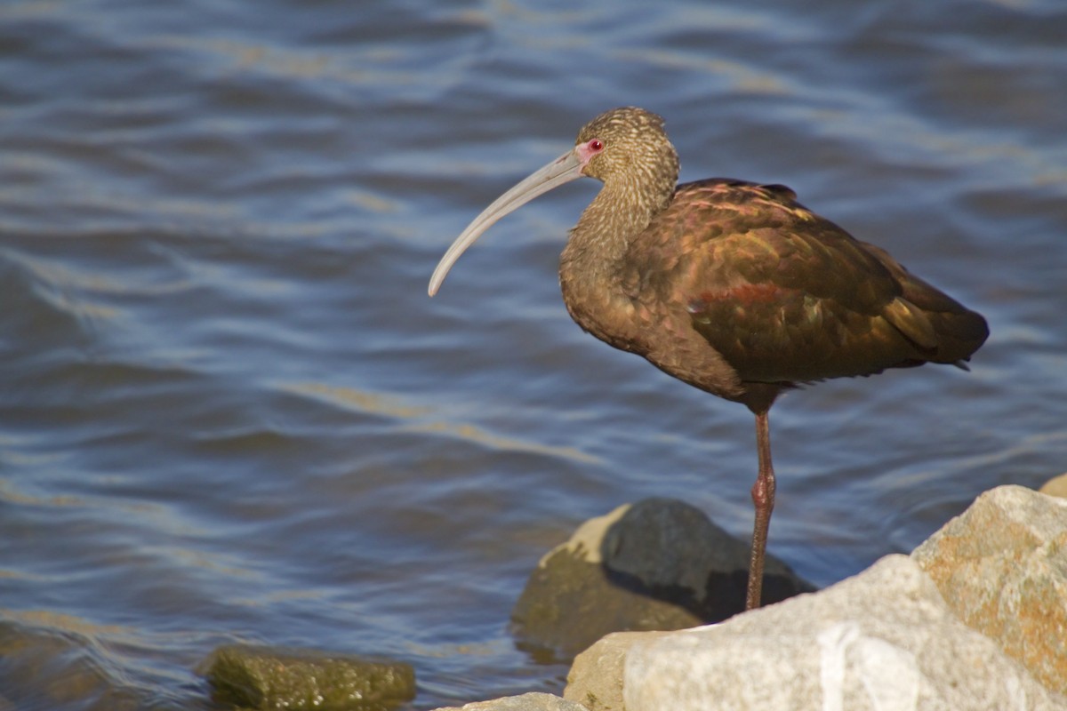 Ibis à face blanche - ML226880841