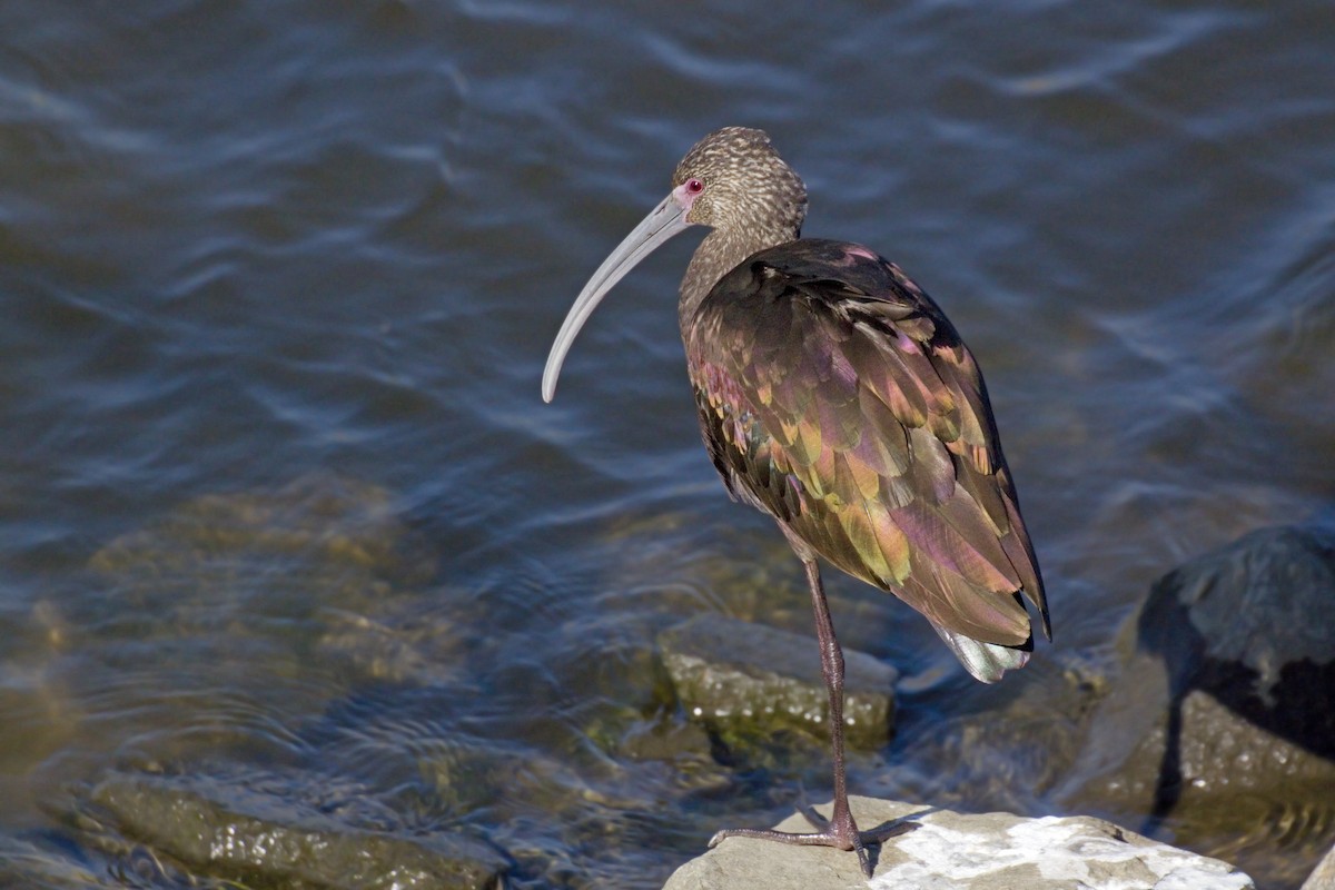 White-faced Ibis - Antonio Rodriguez-Sinovas