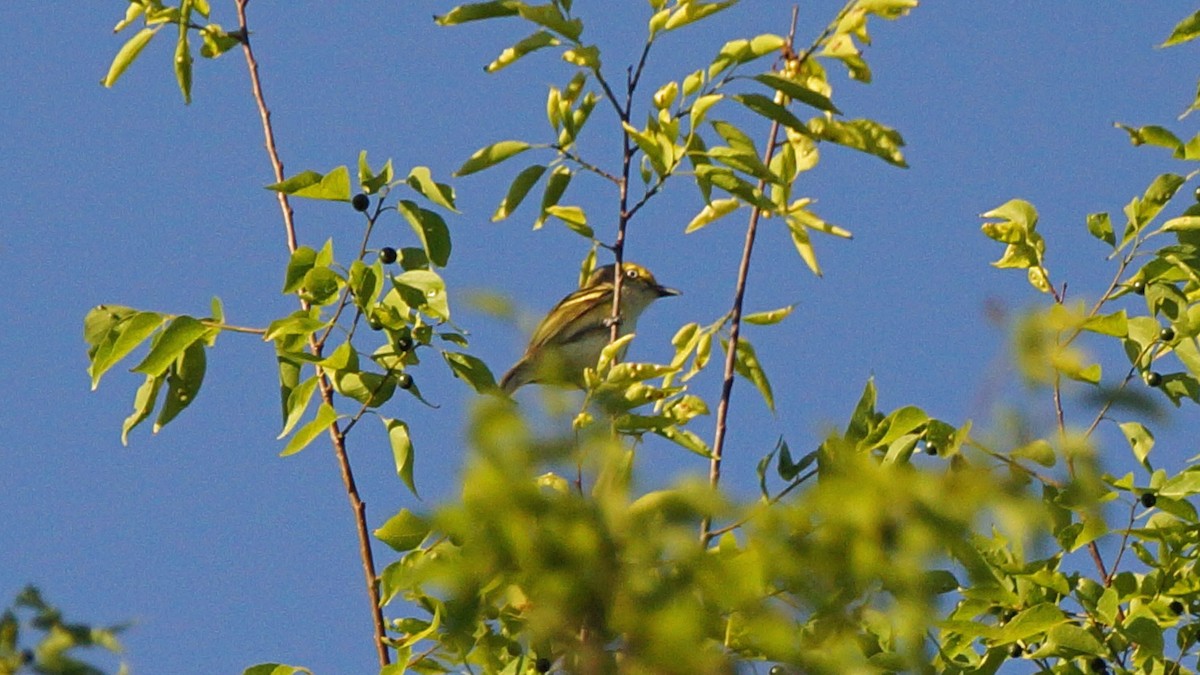 White-eyed Vireo - ML226880921