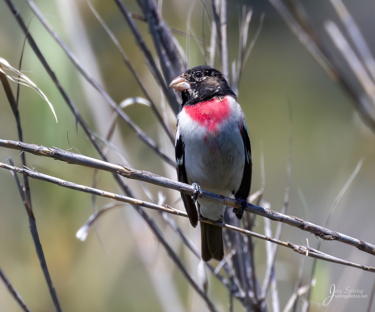 Rose-breasted Grosbeak - Jay Spring