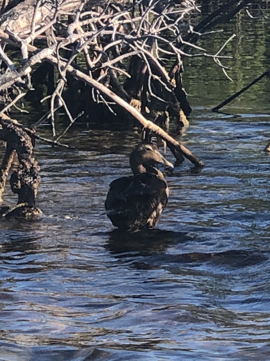 Common Eider - ML226881291