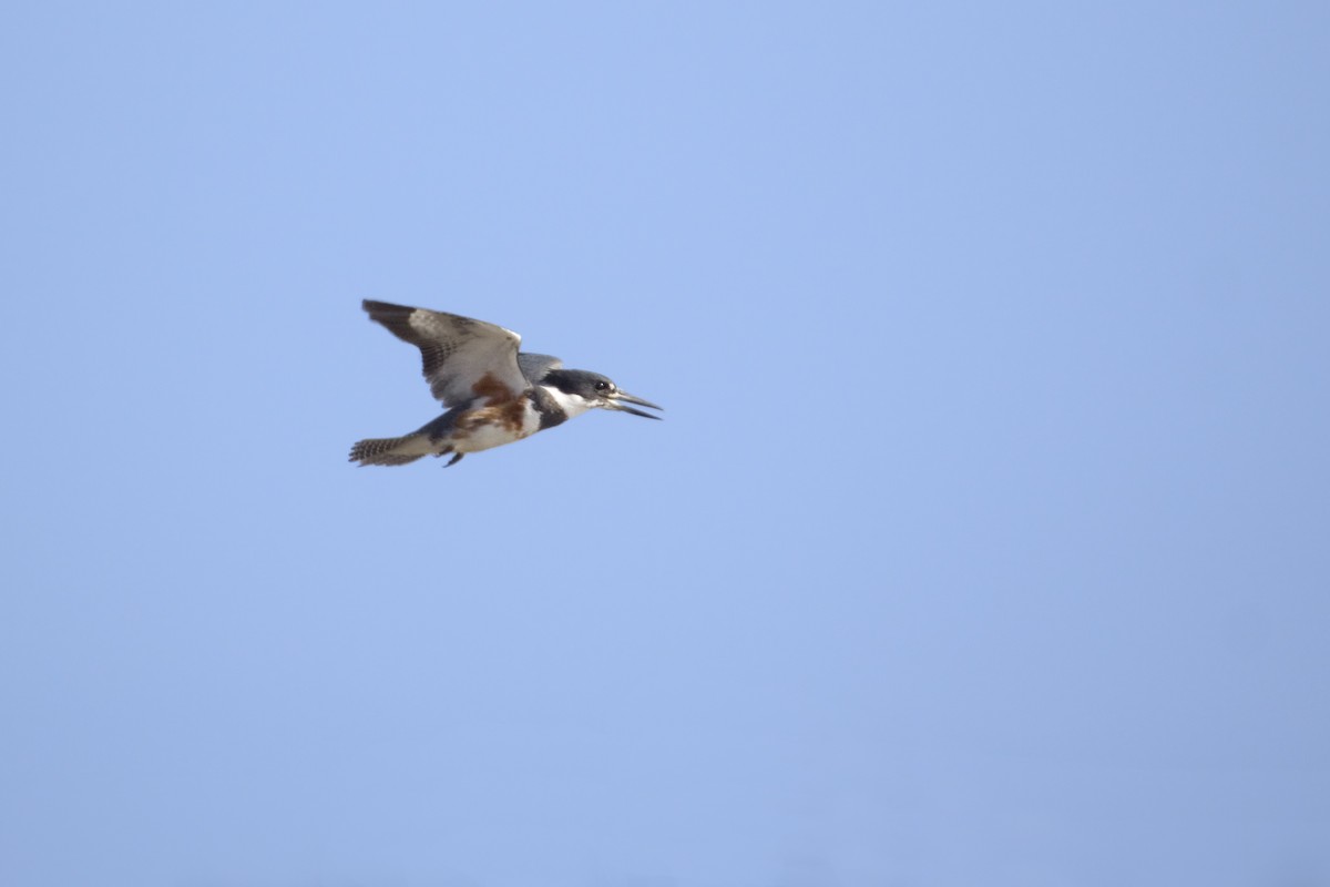 Belted Kingfisher - ML226881331