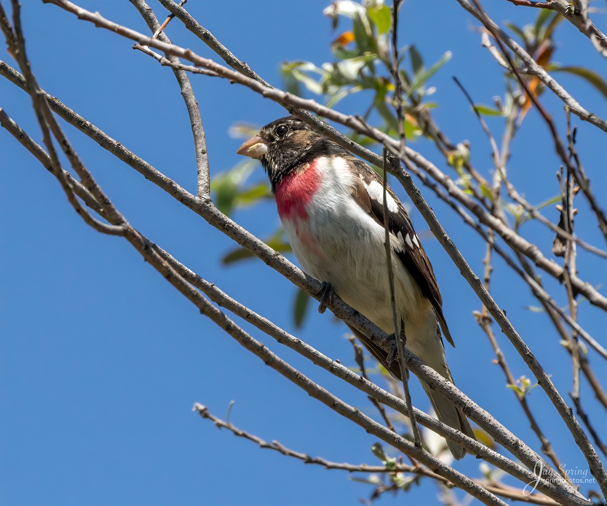 Rose-breasted Grosbeak - ML226881441