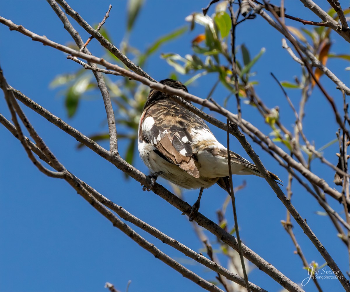 Rose-breasted Grosbeak - ML226881651