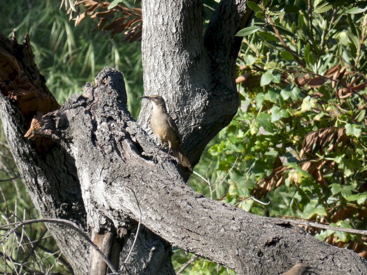 California Thrasher - ML226881981