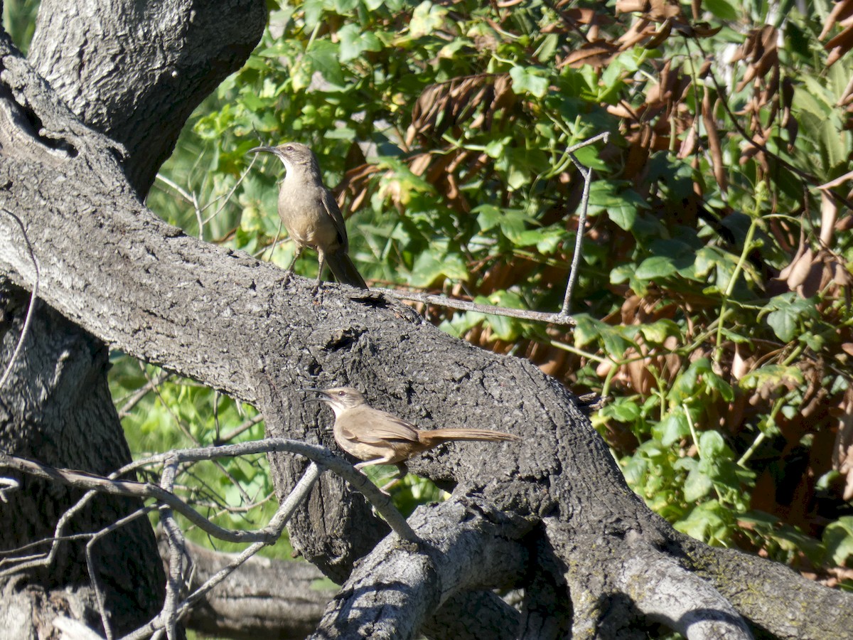 California Thrasher - ML226882091