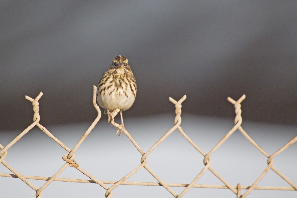 Savannah Sparrow - ML226882131