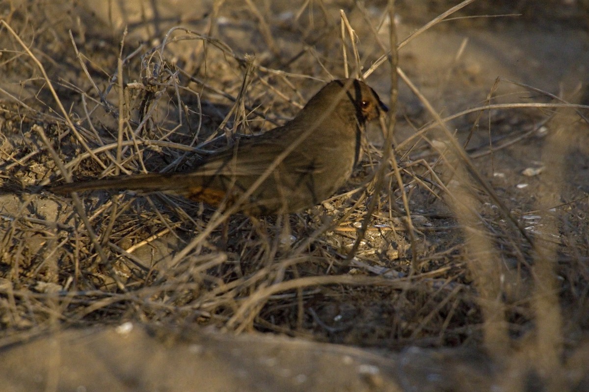 California Towhee - Antonio Rodriguez-Sinovas