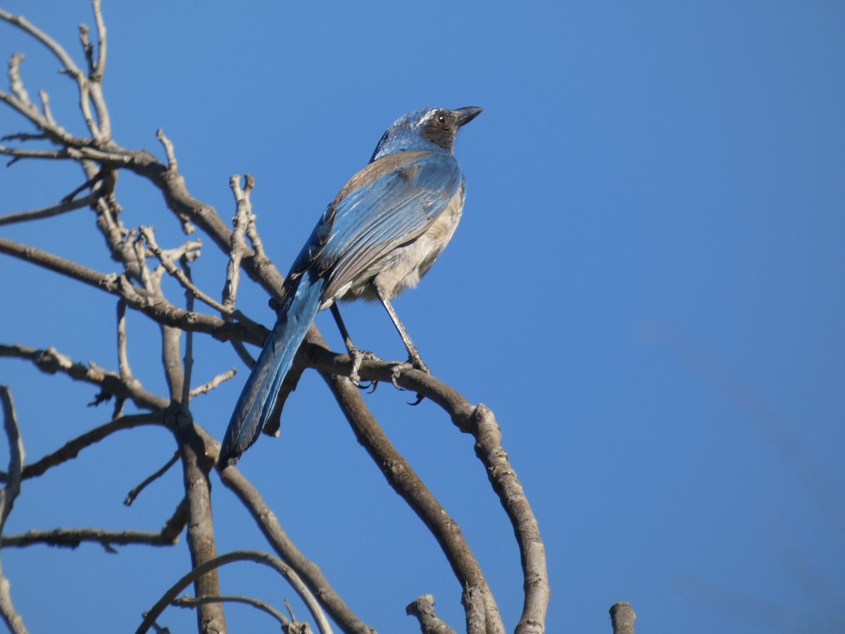 California Scrub-Jay - ML226882461