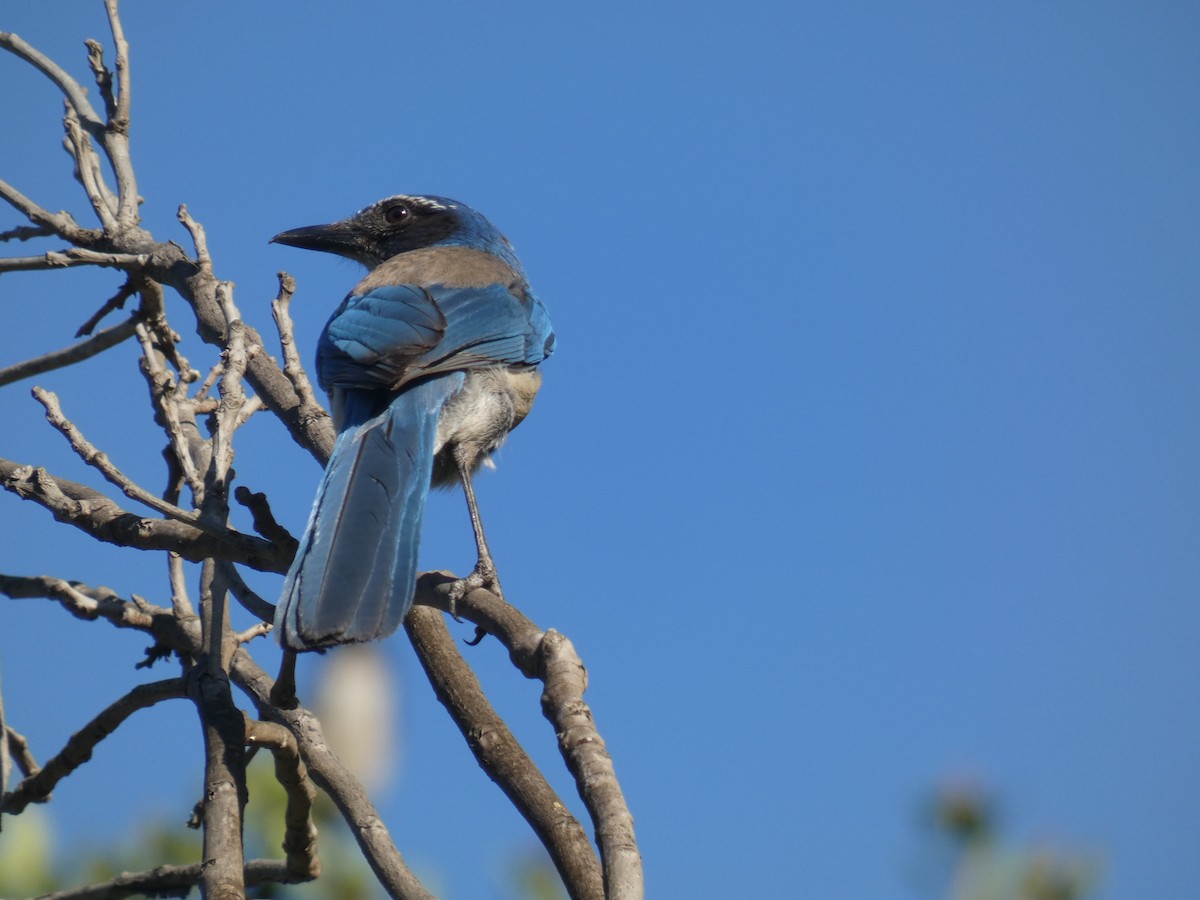 California Scrub-Jay - ML226882581