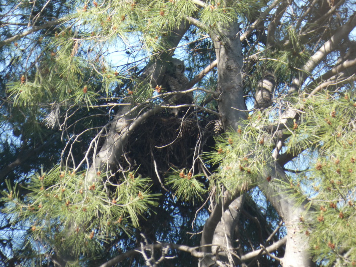 Great Horned Owl - ML226882851