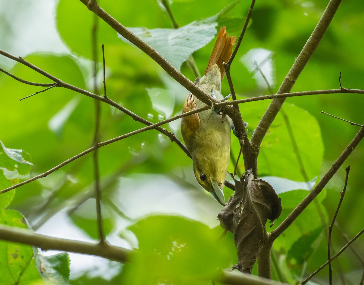 Russet Antshrike - ML226883891