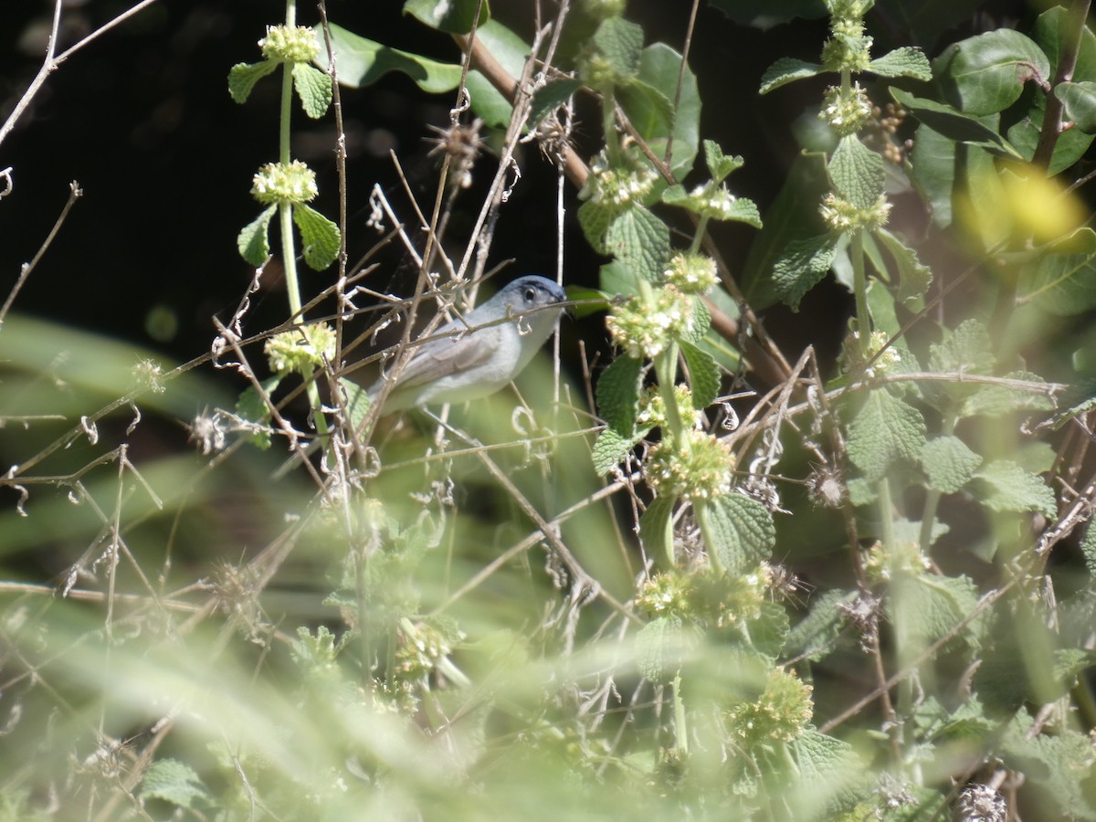 Blue-gray Gnatcatcher - ML226884051