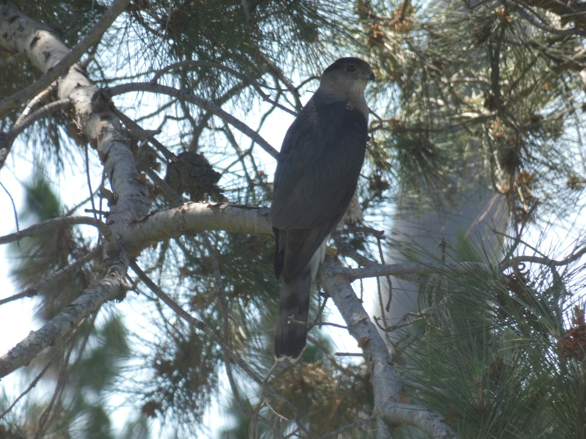 Cooper's Hawk - ML226885111