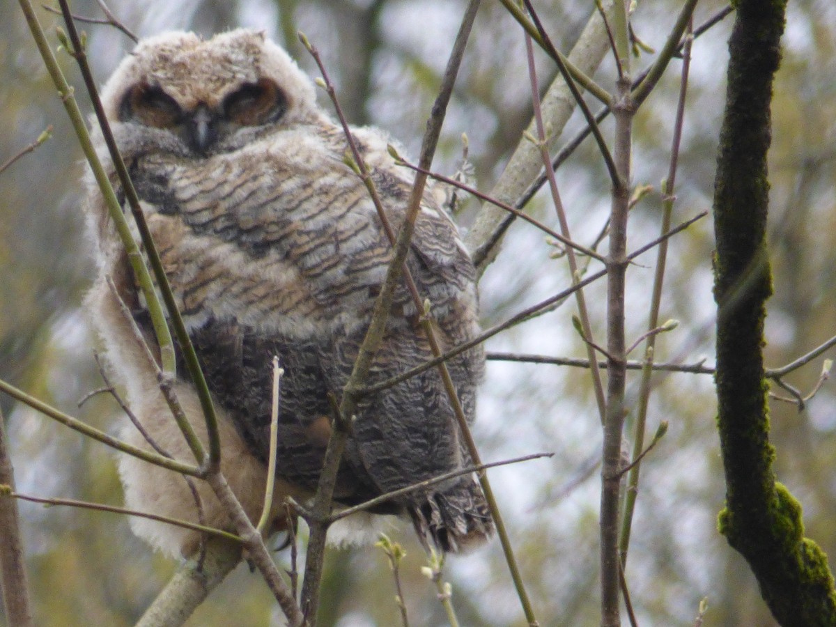 Great Horned Owl - ML226885701