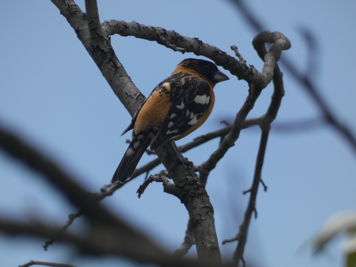 Black-headed Grosbeak - Debs Park Audubon Center